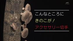 kinoko37