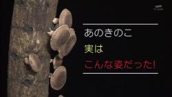 kinoko28