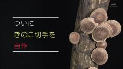 kinoko42