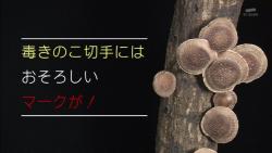 kinoko22