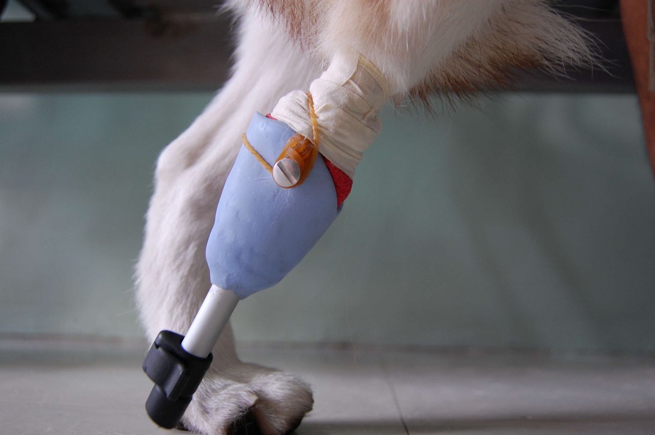 犬の義足 やさしい義眼のつくりかた How To Make Artificial Eye And Prosthesis 犬の義足 やさしい義眼のつくりかた How To Make Artificial Eye And Prosthesis