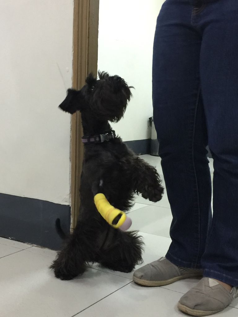 犬の義足 その2 やさしい義眼のつくりかた How To Make Artificial Eye And Prosthesis 犬の義足 その2 やさしい義眼のつくりかた How To Make Artificial Eye And Prosthesis