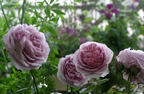 ライラックローズ 風と光のバルコニー