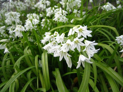 花見 アリウム トリケトラム 風と光のバルコニー