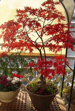 モミジにカミキリムシが 風と光のバルコニー