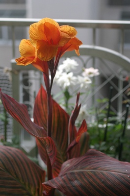 銅葉カンナとタカサゴユリ 風と光のバルコニー 銅葉カンナとタカサゴユリ 風と光のバルコニー