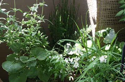 坪庭風に 風と光のバルコニー