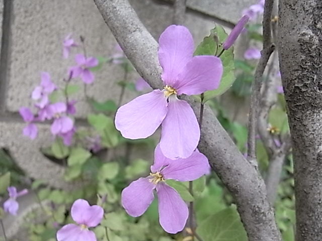歩 市季花 しきばな 3 食 歩 観 宿 歩 市季花 しきばな 3 食 歩 観 宿