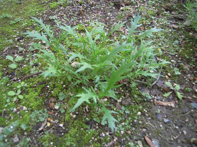 明るい日陰でがんばるビオラなど あん の日記