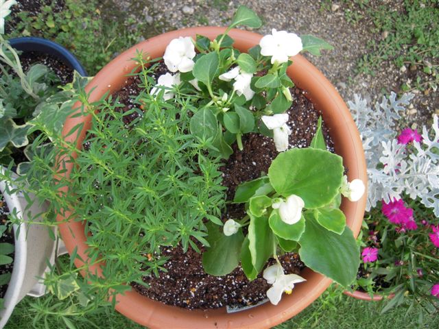 夏の寄せ植え あん の日記
