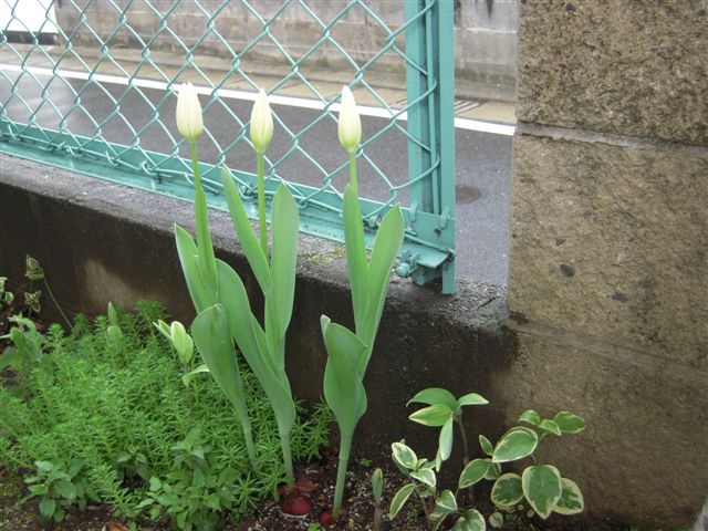 明るい日陰でがんばるビオラなど あん の日記