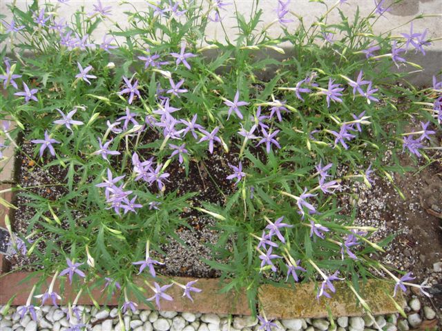 日陰の花壇 あん の日記