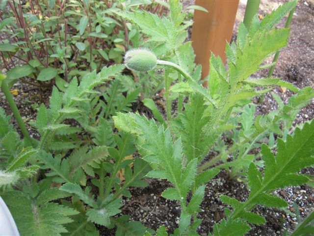 オリエンタルポピーのつぼみ その他の花 あん の日記