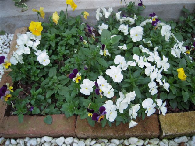 日陰花壇の花苗植え付け インパチェンス イソトマ あん の日記