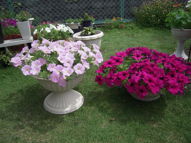 玄関の花壇 半日陰 あん の日記