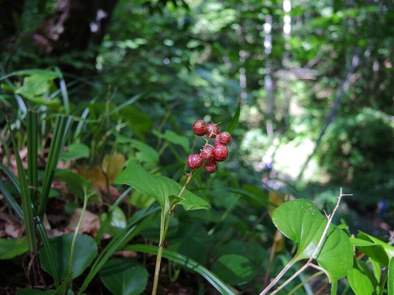 ジンヨウイチヤクソウ さくさく山日記 ジンヨウイチヤクソウ さくさく山日記