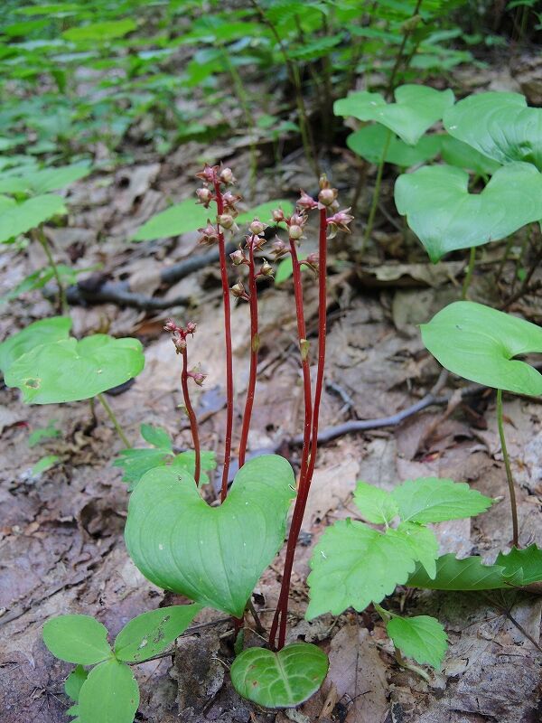 ジンヨウイチヤクソウ さくさく山日記 ジンヨウイチヤクソウ さくさく山日記