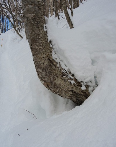 冬の樹木 さくさく山日記