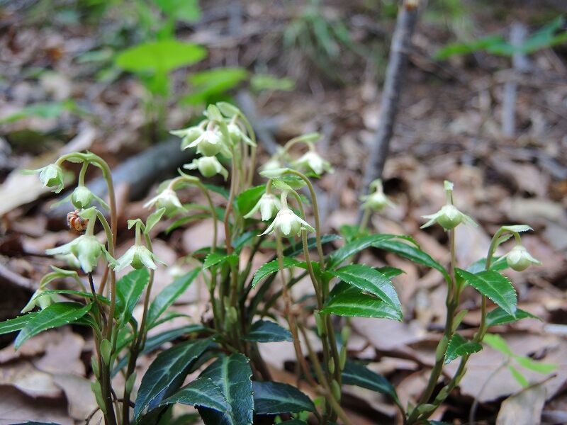 ジンヨウイチヤクソウ さくさく山日記 ジンヨウイチヤクソウ さくさく山日記