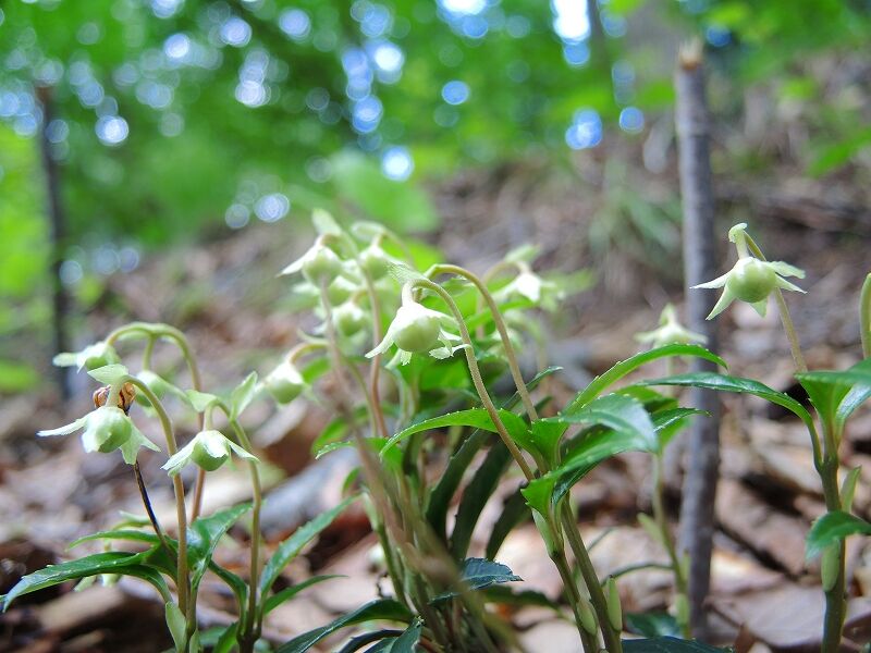 ジンヨウイチヤクソウ さくさく山日記 ジンヨウイチヤクソウ さくさく山日記