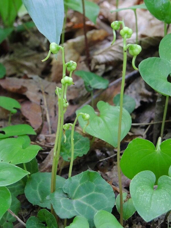 ジンヨウイチヤクソウ さくさく山日記