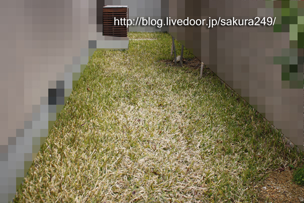 緑の芝庭を目指して 3月のニラ芝 ぷ 太郎生活