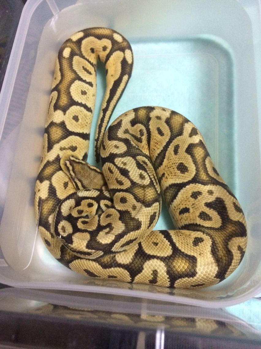 ボールパイソン 個体紹介 ふーじの爬虫類飼育ブログ ボールパイソン 個体紹介 ふーじの爬虫類飼育ブログ