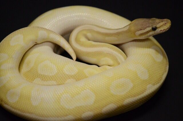ボールパイソンのモルフ ふーじの爬虫類飼育ブログ ボールパイソンのモルフ ふーじの爬虫類飼育ブログ