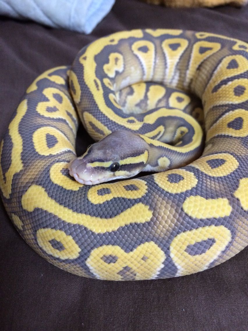 ボールパイソンの ふーじの爬虫類飼育ブログ ボールパイソンの ふーじの爬虫類飼育ブログ