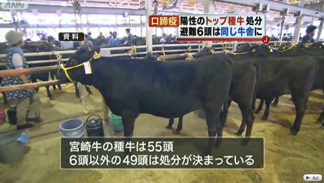 スーパー種牛 非業のエース種牛 忠富士 殺処分 残るエース級5頭も厳しい状況 東国原知事は他の49頭の種牛にも特例を希望 ニートがどん底から北浜流一郎をこえるブログ