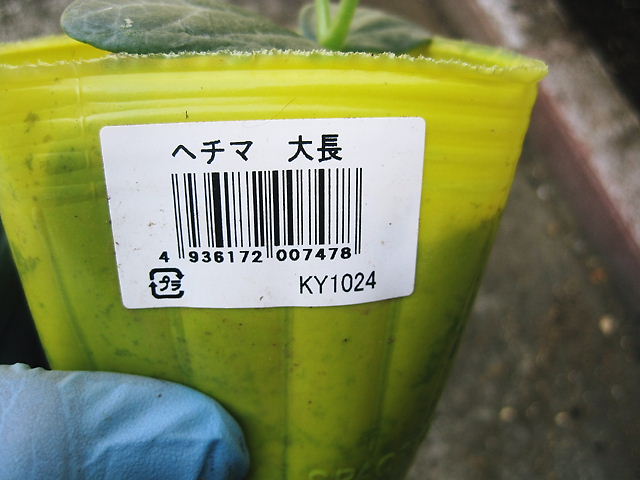 イメージ 7