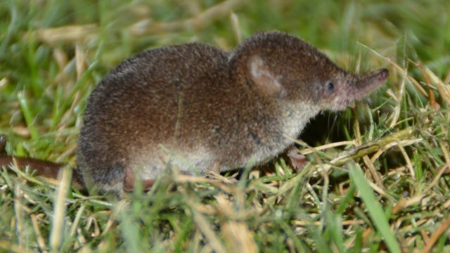 _126276040_shrew