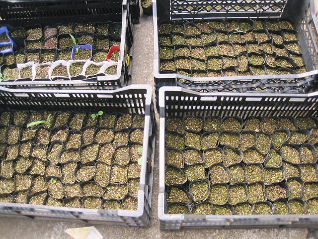 6月落花生不発