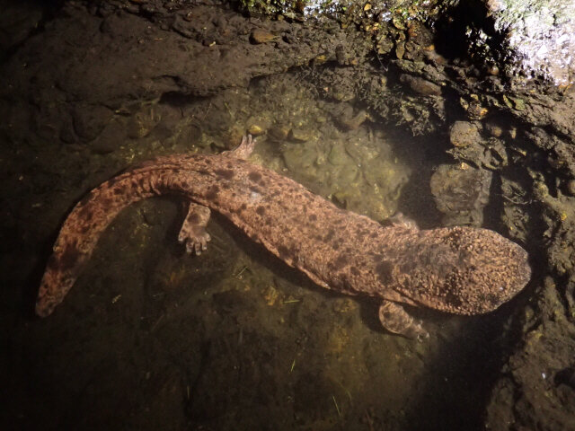 寝台特急サンショウウオ
