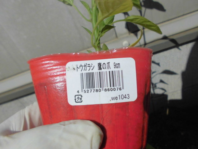 CIMG1603