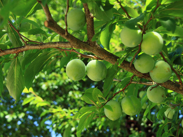 201805230185_top_img_A