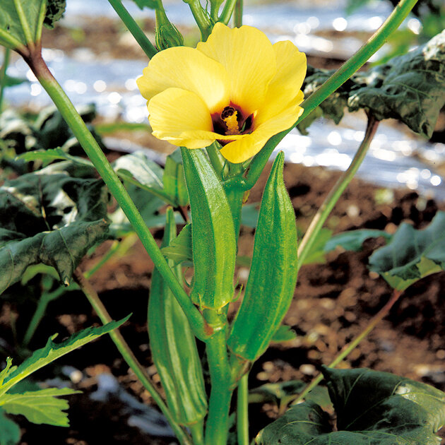 okra_01
