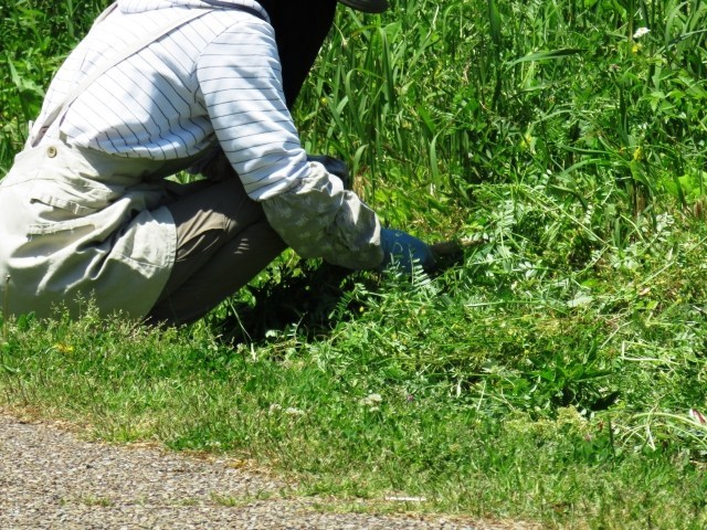 草むしりは孤独との闘い