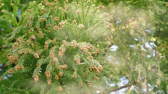 cedar-pollen