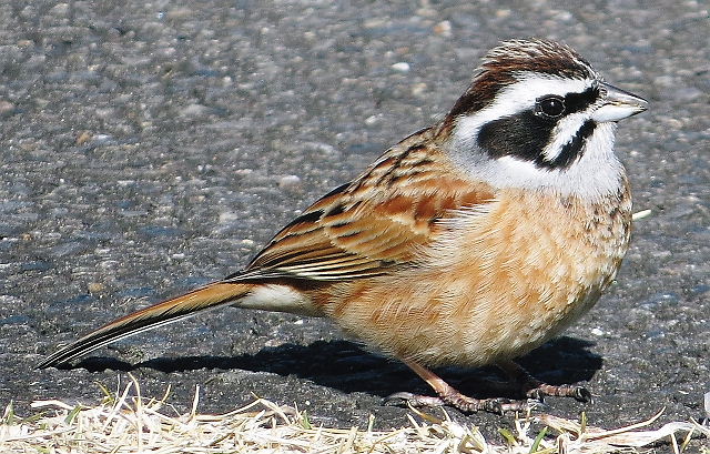 Emberiza_cioides_male