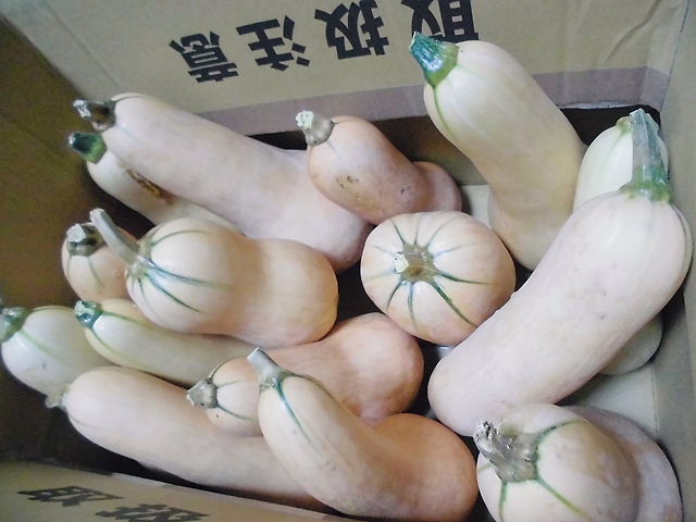 9月料理法見つからず