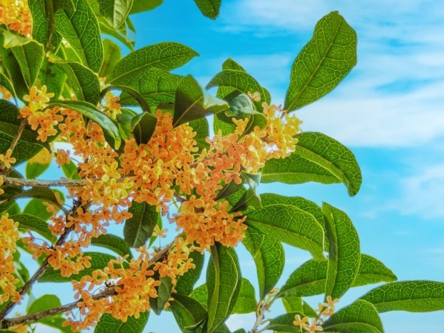 25096157_s-1-e1676869812563