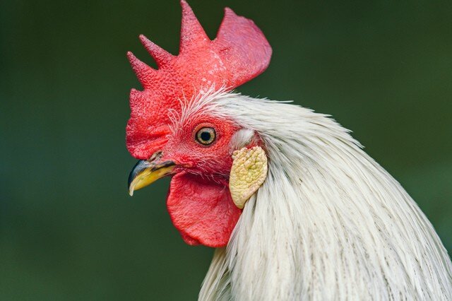 555