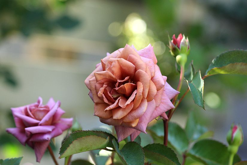 お気に入りのバラ 禅 花みてダンゴ お気に入りのバラ 禅 花みてダンゴ