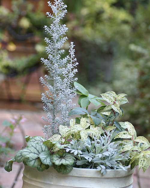 冬の寄せ植え 花みてダンゴ