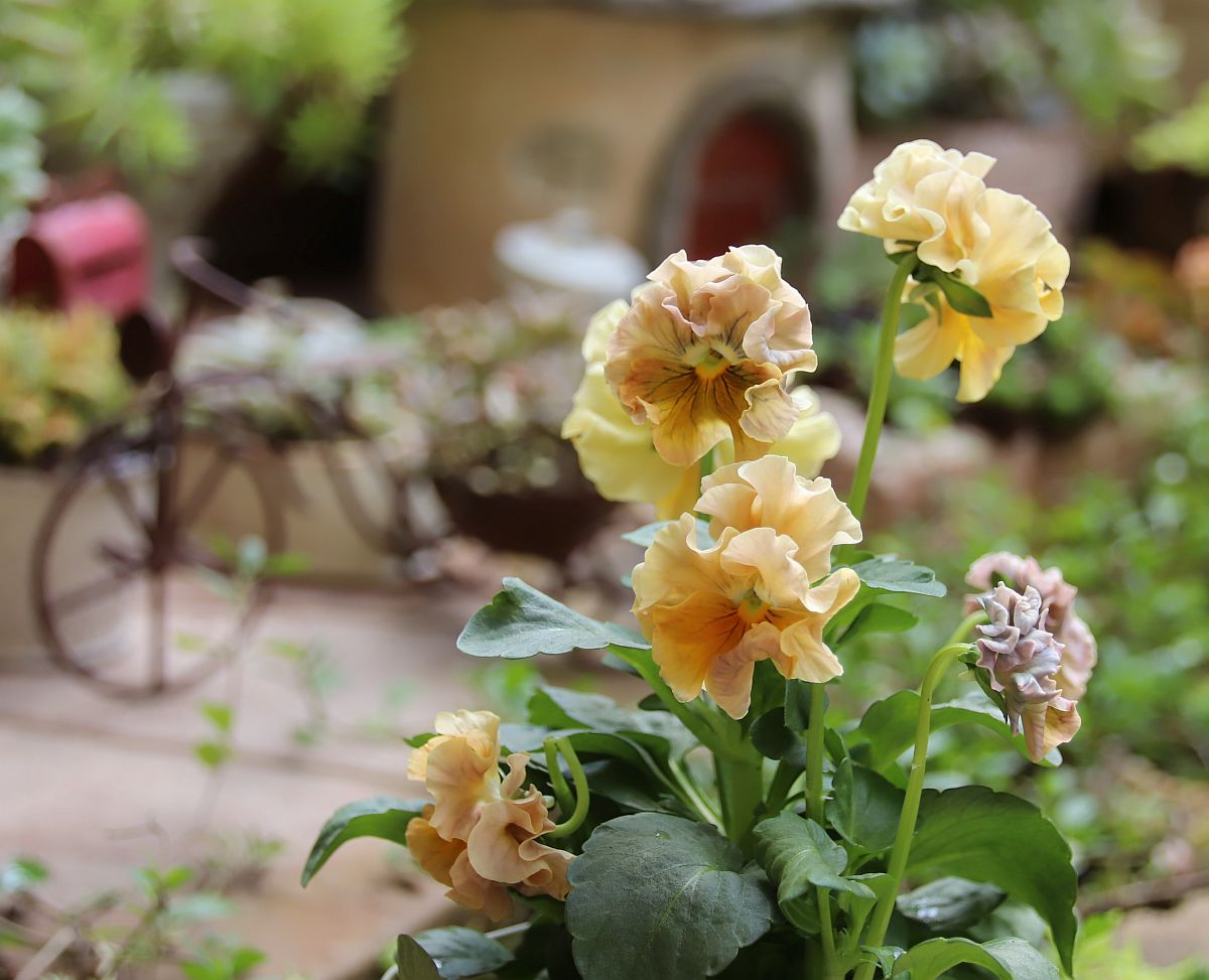 パンジー ビオラ 花みてダンゴ