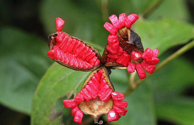 ヤマシャクヤクの種 花みてダンゴ