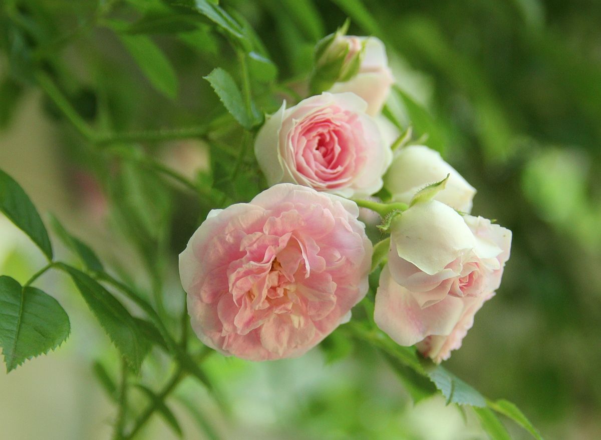 5月のつるバラ 花みてダンゴ 5月のつるバラ 花みてダンゴ