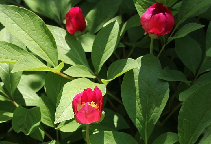 ヤマシャクヤクの種 : 花みてダンゴ