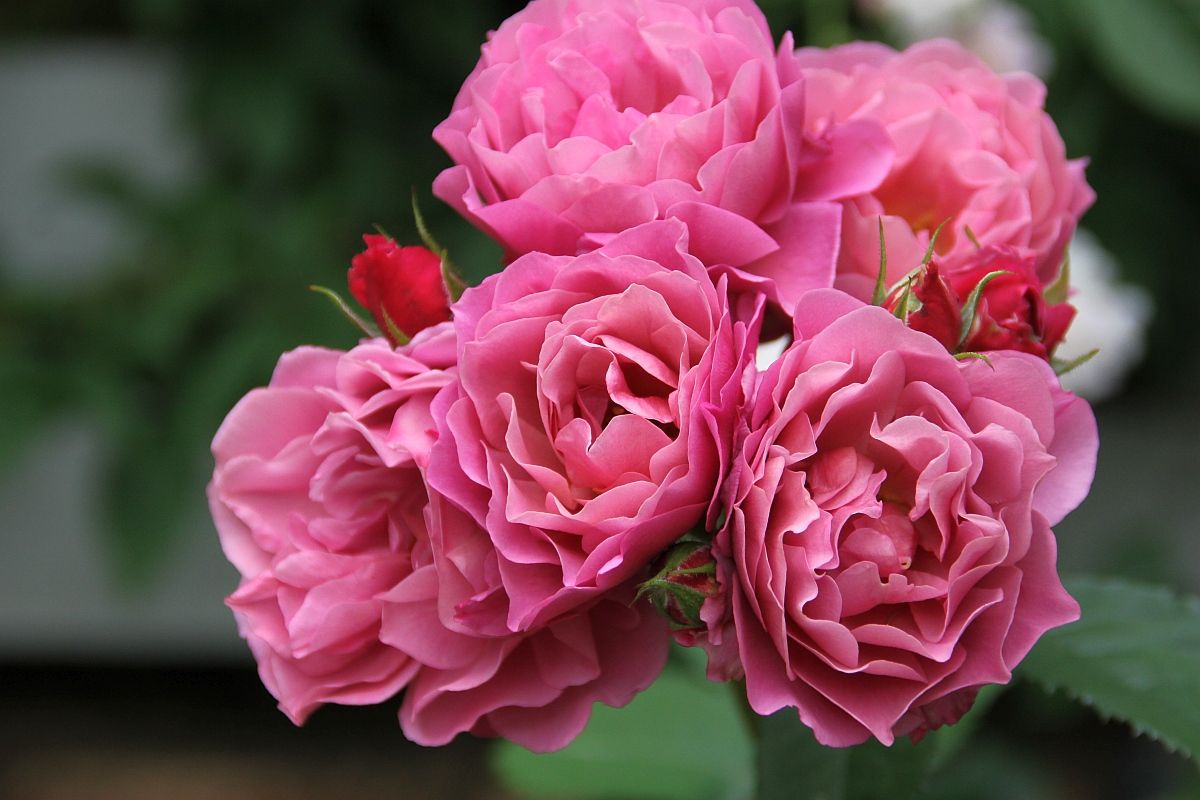 フロリバンダ系のバラ 花みてダンゴ